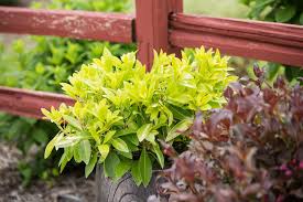 Posted on december 13, 2014 by plant delights nursery. Bananappeal Small Anise Tree First Editions
