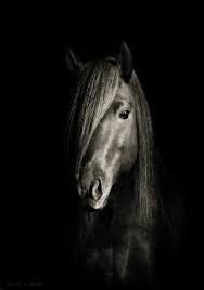 Beautiful Black And White Horse Photography Black And White Horse Photograph Horses Horse Photos Horse Photography