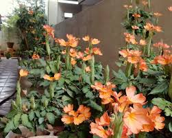 Image result for Crossandra