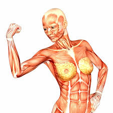 University of sulaimani / college of medicine. Illustration Of The Anatomy Of The Female Human Upper Body Isolated Stock Photo Picture And Royalty Free Image Image 12744701