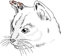 A doctor should be consulted following a skin tag removal if there is an infection or the tag returns in the same spot. Tumors Of The Skin In Cats Cat Owners Merck Veterinary Manual