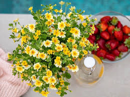 Image result for Jamesbrittenia integerrima