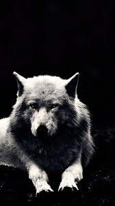 Beautiful Wolf Mobile Wallpapers Beautiful Wolf Mobile Wallpapers Beautiful Wolves Mobile Wallpaper Wolf Wallpaper
