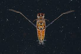 Image result for Notonectidae