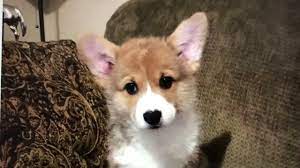 Puppy Scams Increase As People Look For Pets For Companionship During Covid 19 Pandemic Abc7 San Francisco