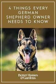 Everything You Need To Know About Caring For Your German Shepherd German Shepard Puppies German Shepherd Facts German Shepherd Puppies Training