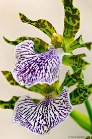 And don't forget their wide variety of gift. Pascale Schenck Pascaleschenck Profile Pinterest