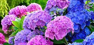 Hydrangea quercifoglia o ortensia a foglie di quercia. Eventi Della Tuscia 15 16 17 Giugno 2018 Bolsena Profumi E Colori Di Fiori Per La Festa Delle Ortensie