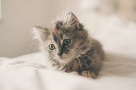 kedi asi takvimi ve asilar hakkinda bilgiler pet ihtiyac