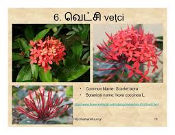 We did not find results for: 99 Tamil Flowers