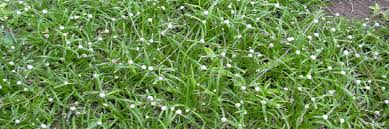 Image result for Kyllinga