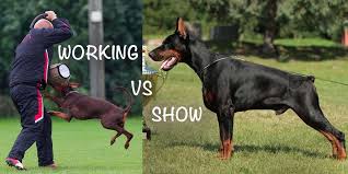 The dobermann breed requires a medium sized, powerful, muscular dog. Working Doberman Vs Show Doberman Dobermanblog