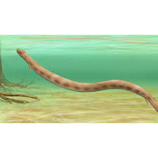 Image result for Brachystephanus