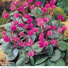 Image result for Cycnium recurvum