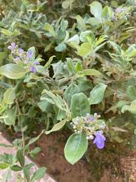 Image result for Vitex trifolia