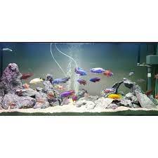 Disini Aja Jasa Setting Aquarium Untuk Cichlid Dan Predator Stok Terbatas Shopee Indonesia