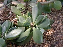 Image result for Kleinia fulgens