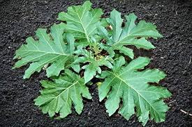 Image result for Solanum chrysotrichum