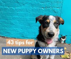 Feb 12, 2021 · online puppy training classes as mentioned before, due to the boxer parent's history as a guard dog, it's important to focus on socialization of your lab boxer mix puppy. 43 Tips For New Puppy Owners 3 Lost Dogs