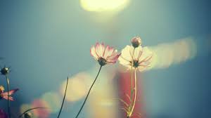 We've gathered more than 5 million images uploaded by our users and sorted them by the most popular ones. Wallpaper Sunlight Depth Of Field Red Reflection Sky Blue Morning Blossom Light Color Flower Plant Flora Petal 1920x1080 Px Computer Wallpaper Atmosphere Of Earth Macro Photography 1920x1080 Wallhaven 542311 Hd Wallpapers