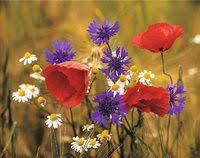 Duden Blume Rechtschreibung Bedeutung Definition Synonyme Herkunft Blumen Blumenbilder Blumen Bilder