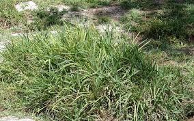 Over fertilization of centipede grass can result in centipede grass decline, insect pressure, and thatch accumulation. Advice On Managing Fertility In Centipede Grass Morning Ag Clips