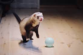 Diy ferret toys can be a creative and fun way to give your ferrets new experiences. Ideas For Toys Your Pet Ferret Might Enjoy