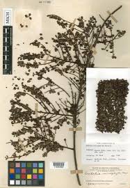 Image result for Embelia schimperi