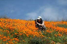 Find lots, acreage, rural lots, and more on zillow. In Pictures Storms Prompt California Super Bloom Bbc News