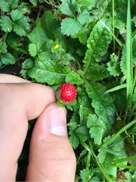 Summer holly (comarostaphylis diversifolia) produces tiny red berries in spring and summer, following showy, white spring flowers. What Are These Small Round Red Berries Covered With Bumps On Low Growing Plants In Upstate New York Gardening Landscaping Stack Exchange
