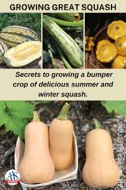Maybe you would like to learn more about one of these? Growing Great Squash All America Selections