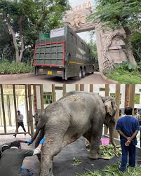 Flood survivor elephant ‘Joymoti’ airlifted from Northeast to Vantara for treatment