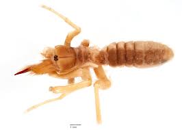 Based on actual creatures that for years have tormented united states armed forces in the middle east, these creatures have now invaded the southwestern. Fundus Collection Portal Uhh Universitat Hamburg