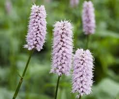 Maybe you would like to learn more about one of these? Duizendknoop Kopen Altijd Goedkoop Directplant