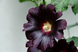 Image result for Alcea rosea