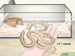 4 Ways To Take Care Of A Garter Snake Wikihow