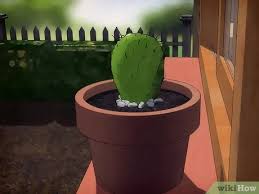 There are more than 200 species of opuntia. 3 Ways To Grow Prickly Pears Wikihow
