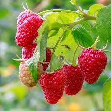 It is believed to have been first found on mount ida in greece, because the romans gave raspberries, when detached from the plant, show on top of them a cavity coming from the receptacle which remains attached to the twig, while berries. Latham Raspberry Edible Plants