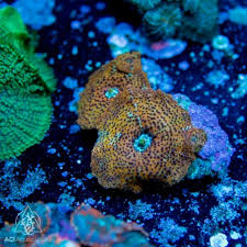 Image result for Dicoma arenaria