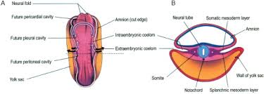 Peritoneum An Overview Sciencedirect Topics