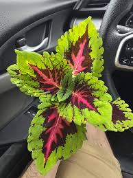 Image result for Coleus