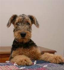 Sweet Baby Airedale Puppy Airedale Puppy Airedale Dogs Silly Dogs