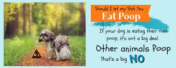 Check spelling or type a new query. Why Does My Shih Tzu Eat Everything Grass Poop Sticks Dirt Paws And Learn