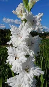 Gladiolus Gladiolus Flower Garden Gladiolus Flower