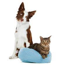 Welcome to pet city's home on the web. Pet Stores In Nh That Sell Kittens The Y Guide
