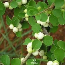 Image result for Seddera suffruticosa