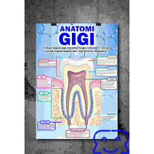 Maybe you would like to learn more about one of these? 20 Macam Judul Poster Kesehatan Gigi A3 31x47cm Ap260 Anatomi Gigi Gigi Sensitif Gingivitis Dll Shopee Indonesia