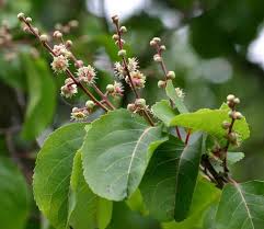 Image result for Homalium dentatum