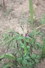 Image result for Scutellaria schweinfurthii