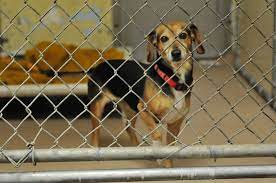 Humane Society Has Dogs To Adopt From Flooded Sc Humane Society Dogs Rescue Dogs